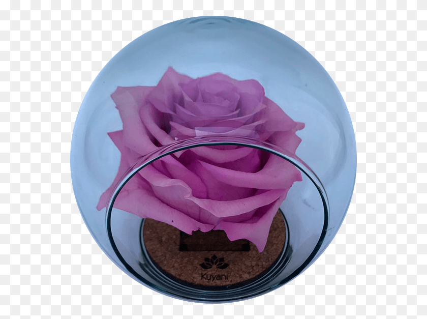 565x567 La Bella Y La Bestia Kuyani Rosa Blanca, Plant, Flower, Blossom HD PNG Download