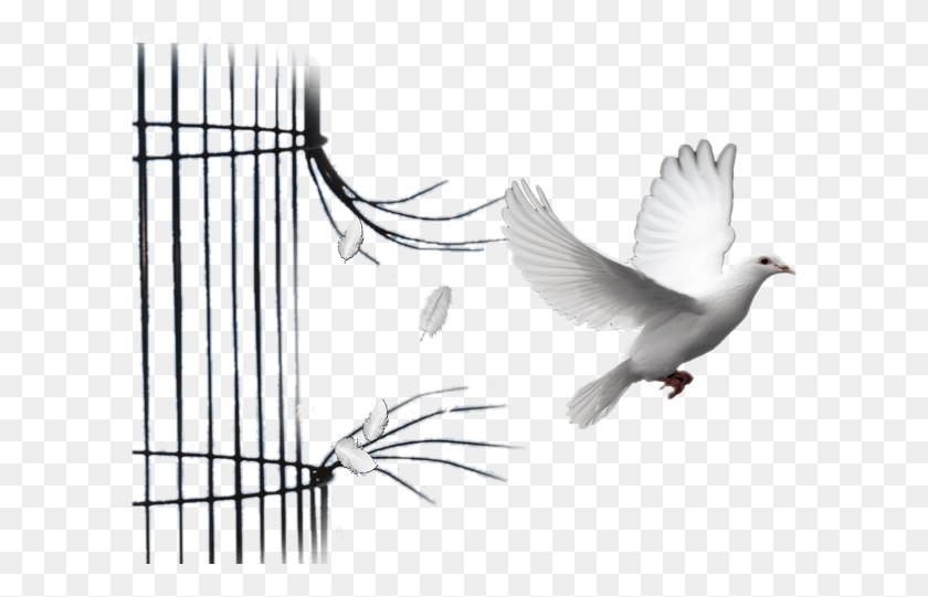 604x481 Апостольская Церковь La Cage Aux Oiseaux Полнота Божьего Престола, Птица, Животное, Голубь Png Скачать