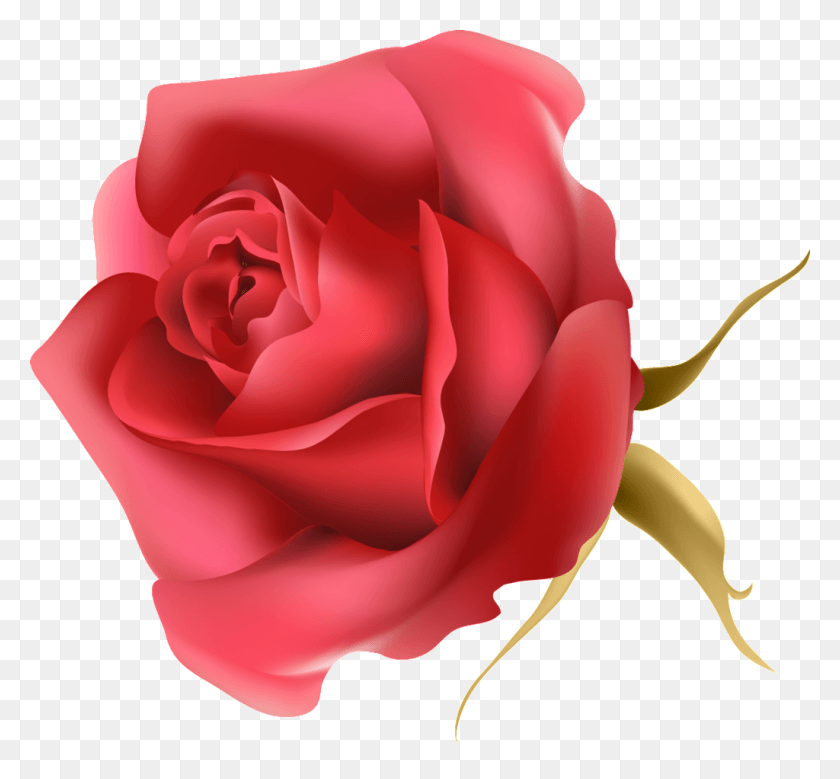 1024x944 Descargar Png La Rosa Roja Transparente Decorativo Floribunda, Rose, Flor, Planta Hd Png