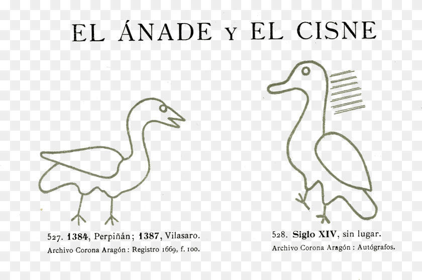 La Vanguardia Duck, Animal, Bird PNG