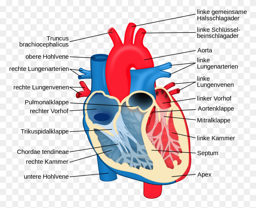 1129x903 Labelled Diagram Of The Cardiovascular System, Dynamite, Bomb, Weapon HD PNG Download