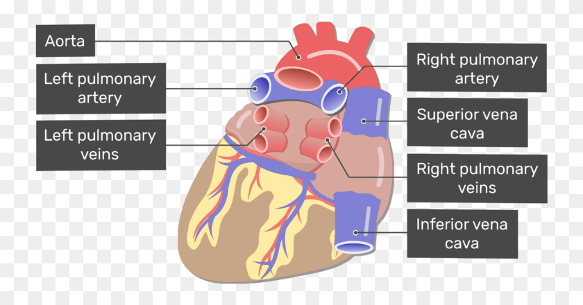 740x380 Помеченное Изображение Заднего Вида Крупных Кровеносных Сосудов В Сердце, График, Диаграмма, Текст Hd Png Скачать