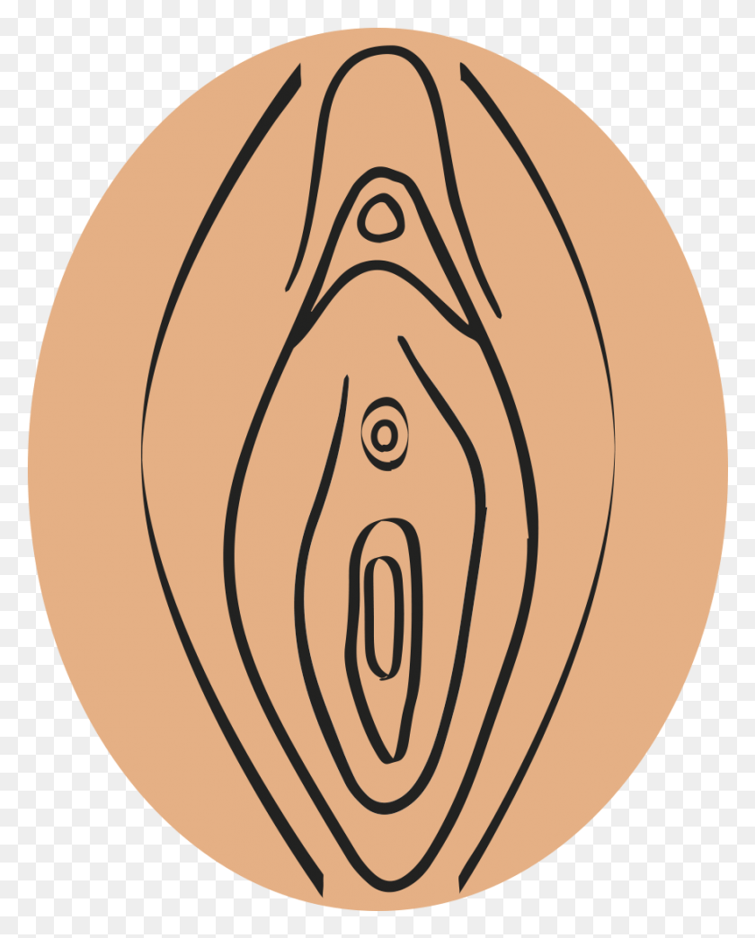 879x1109 Labia Minora Clitoris And The External Openings Of Vagina, Wood, Plant, Plywood HD PNG Download