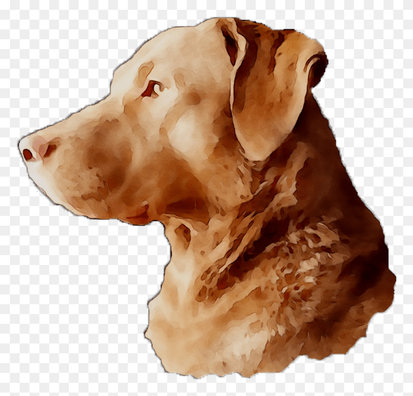 985x944 Labrador Breed Dog Gun Snout Retriever Clipart Companion Dog, Fungus, Canine, Mammal HD PNG Download