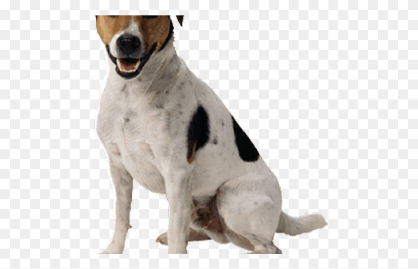 478x481 Labrador Clipart Transparent Dog No Background, Pet, Canine, Animal HD PNG Download