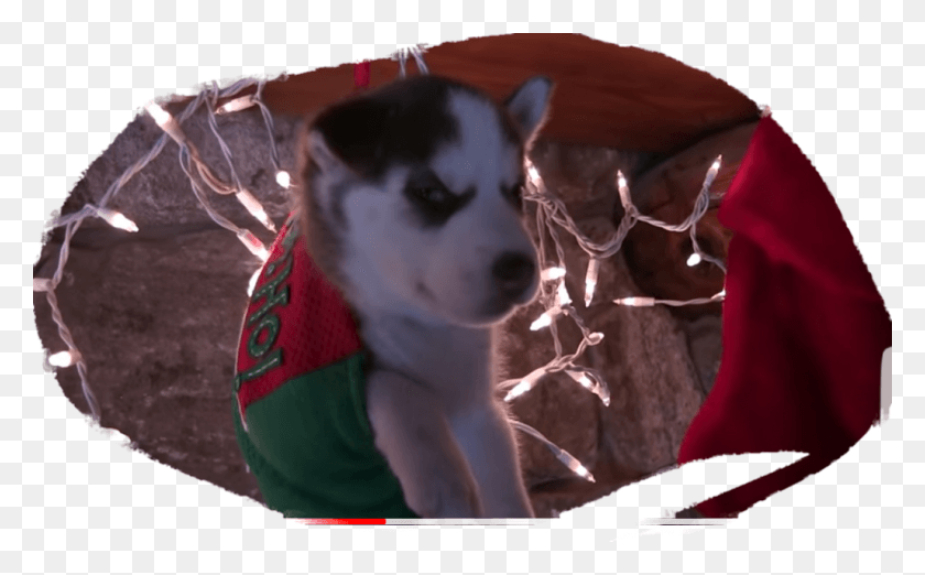 1027x609 Labrador Husky, Dog, Pet, Canine HD PNG Download