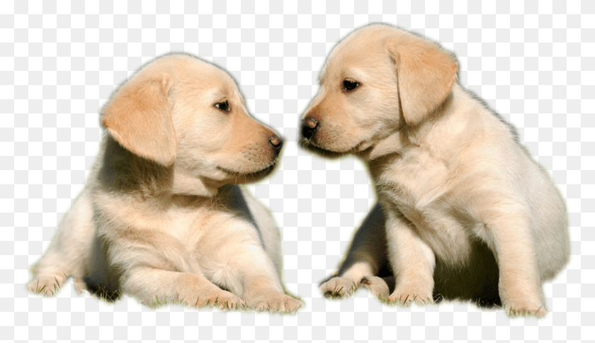 1611x876 Labrador Puppy Pet Hunting Little Brown, Labrador Retriever, Dog, Canine HD PNG Download