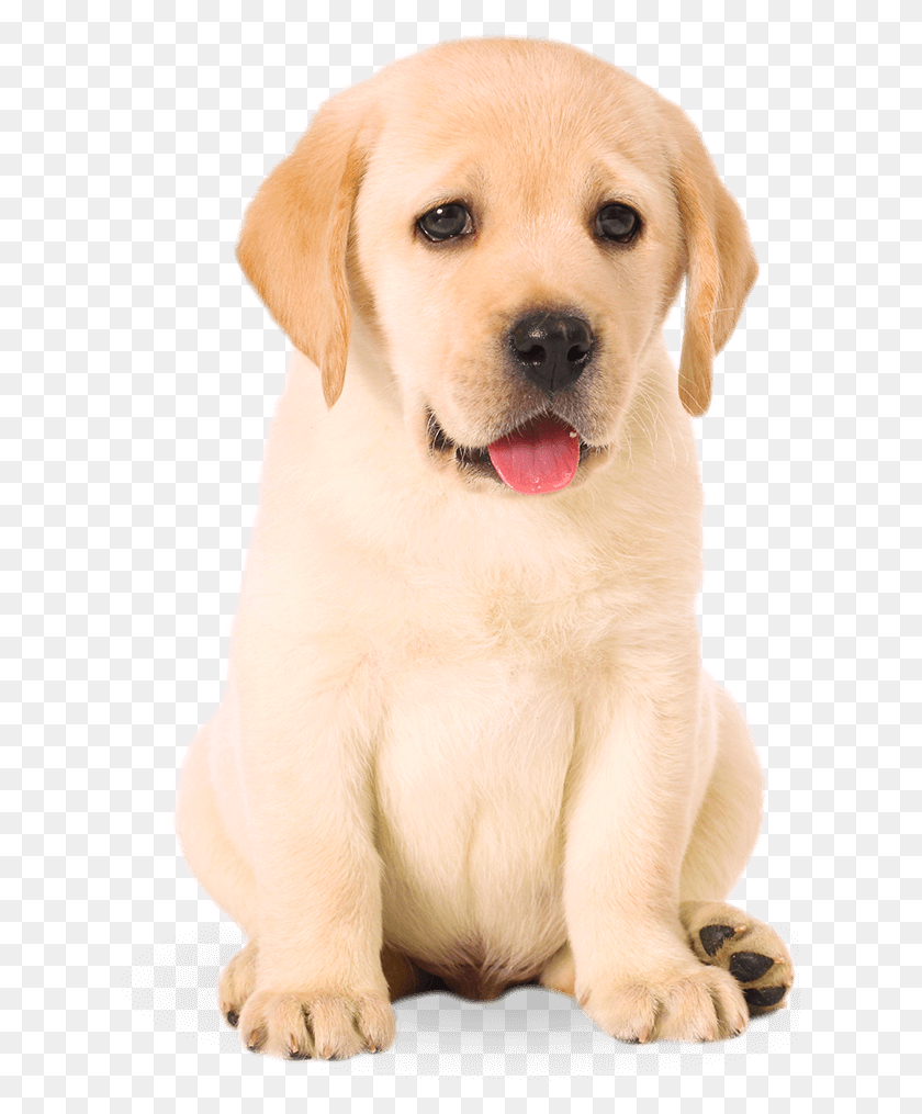 619x955 Labrador Retriever, Dog, Pet, Canine HD PNG Download