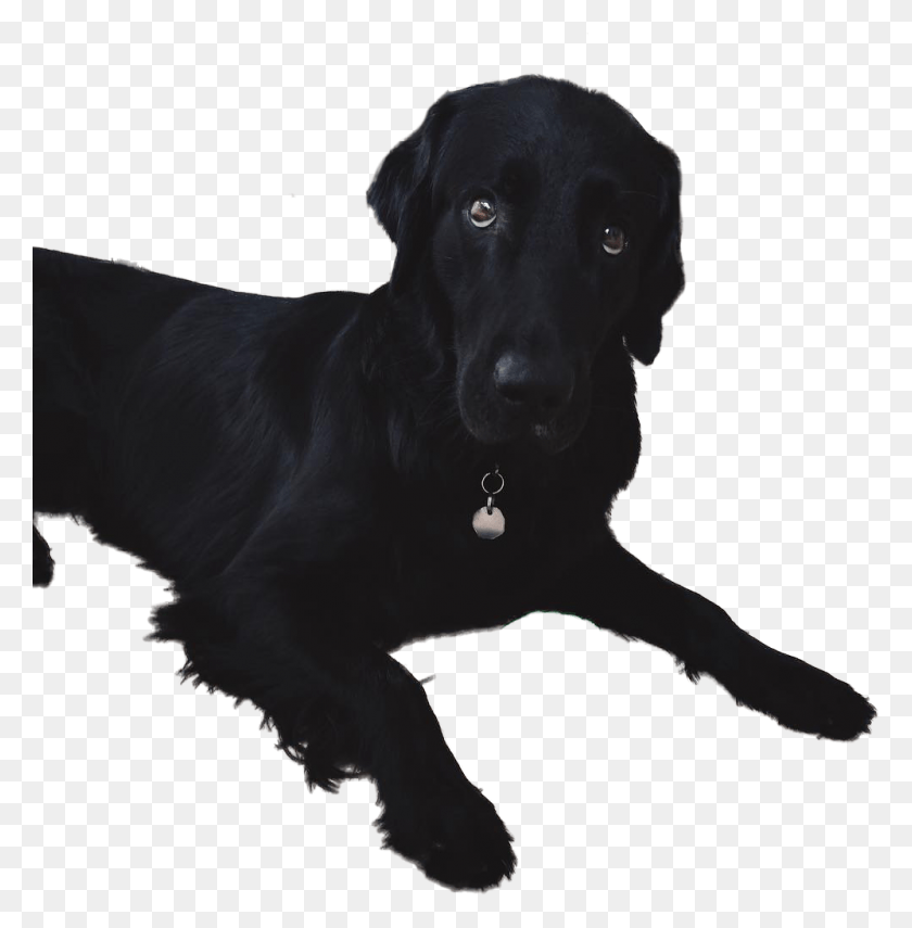 998x1018 Labrador Retriever, Dog, Pet, Canine HD PNG Download