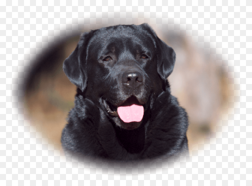 883x634 Labrador Retriever, Labrador Retriever, Dog, Pet HD PNG Download