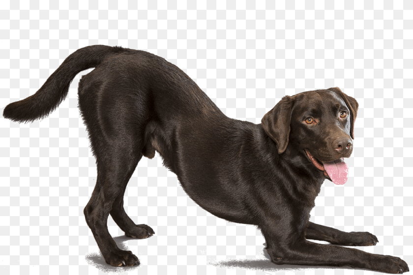 1170x780 Labrador Retriever, Animal, Canine, Dog, Labrador Retriever PNG