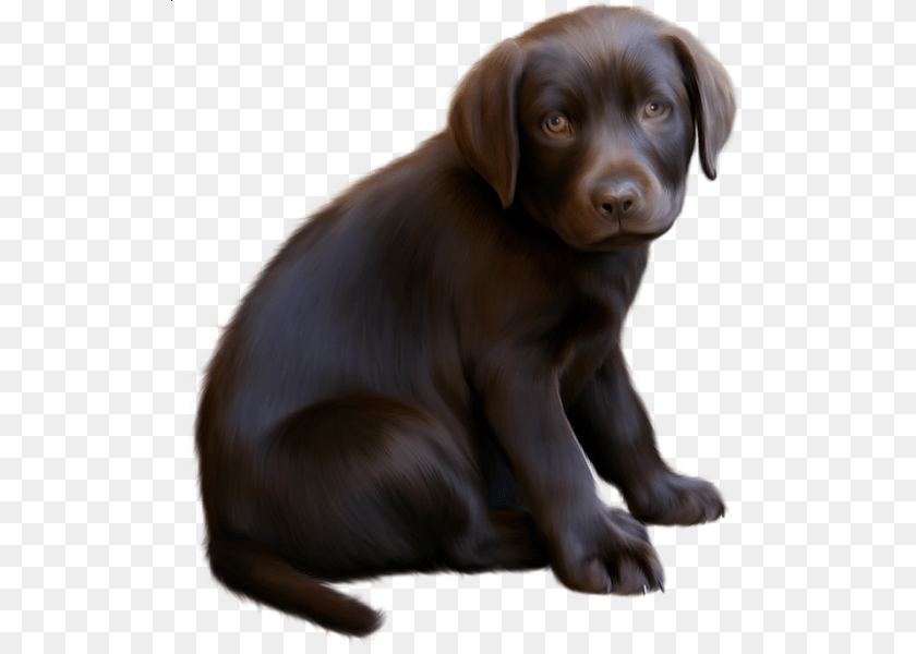 Labrador Retriever, Animal, Canine, Dog, Labrador Retriever PNG