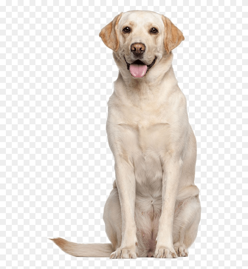537x849 Labrador Retriever High Quality Image, Dog, Pet, Canine HD PNG Download