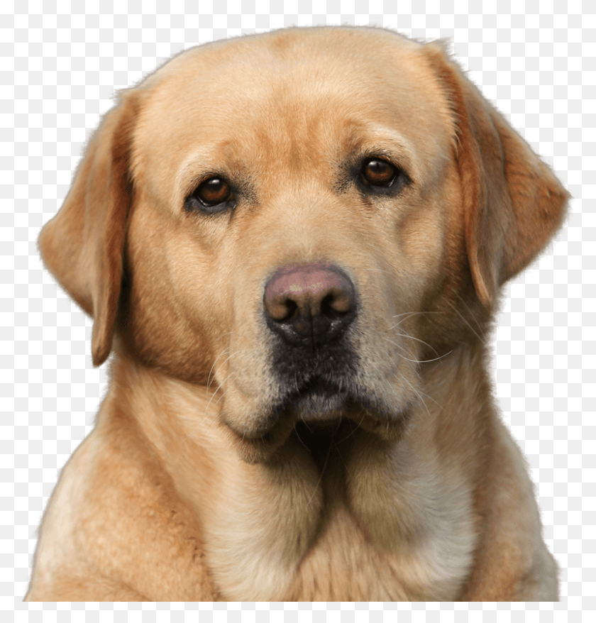 798x837 Labrador Retriever Labrador, Dog, Pet, Canine HD PNG Download