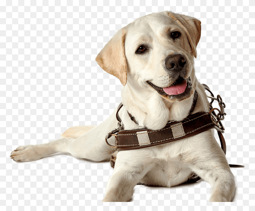 1200x980 Labrador Retriever Puppy Guide Dog Companion Dog Dog Seeing Eye Dog Transparent, Pet, Canine, Animal HD PNG Download