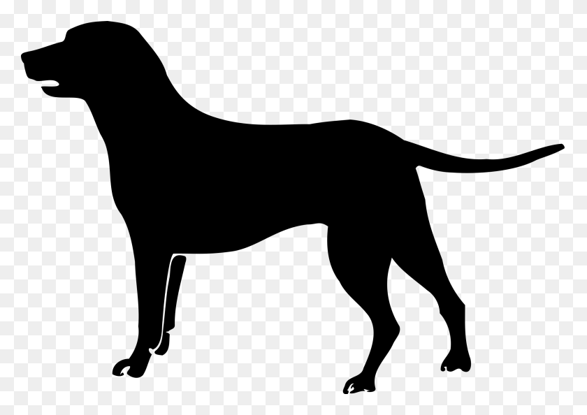 2400x1645 Labrador Retriever Puppy Poodle Golden Retriever Havanese Black Dog Clipart, Gray, World Of Warcraft HD PNG Download