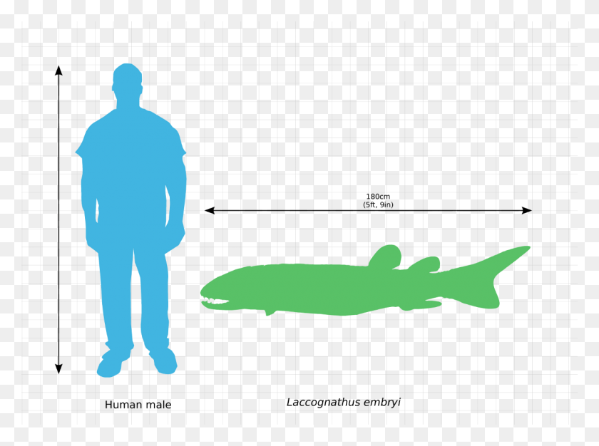 1200x871 Laccognathus Embryi Scale Comparison Scale Comparison, Person, Human HD PNG Download