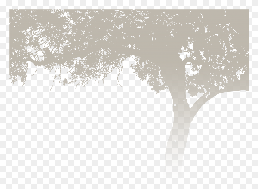 4001x2847 Lacey And Matt Wedding Tree Background, Plant, Pattern, Fractal HD PNG Download