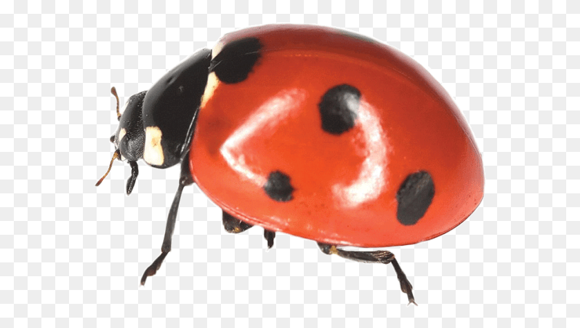 570x415 Lady Bird, Insect, Invertebrate, Animal HD PNG Download