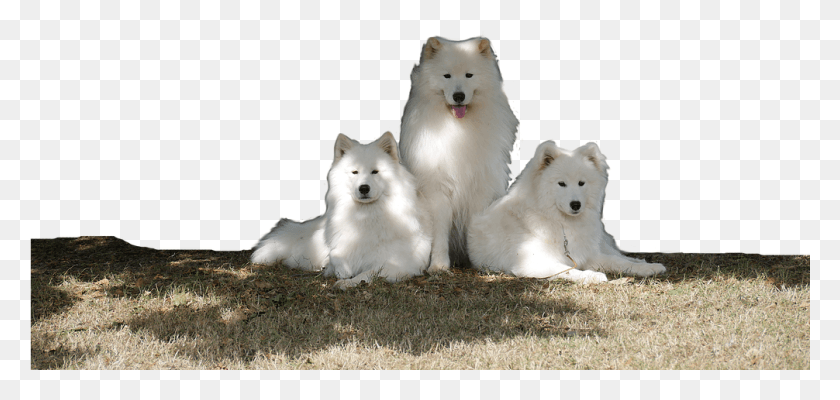 1006x439 Lady Down 3 American Eskimo Dog, Pet, Canine, Animal HD PNG Download