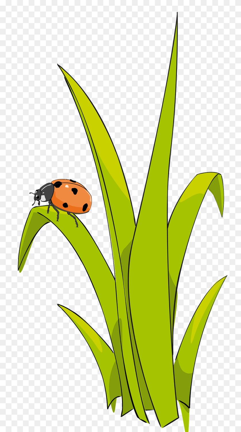 Ladybird On Blade Of Grass Clipart, Animal, Insect, Invertebrate, Leaf Sticker PNG