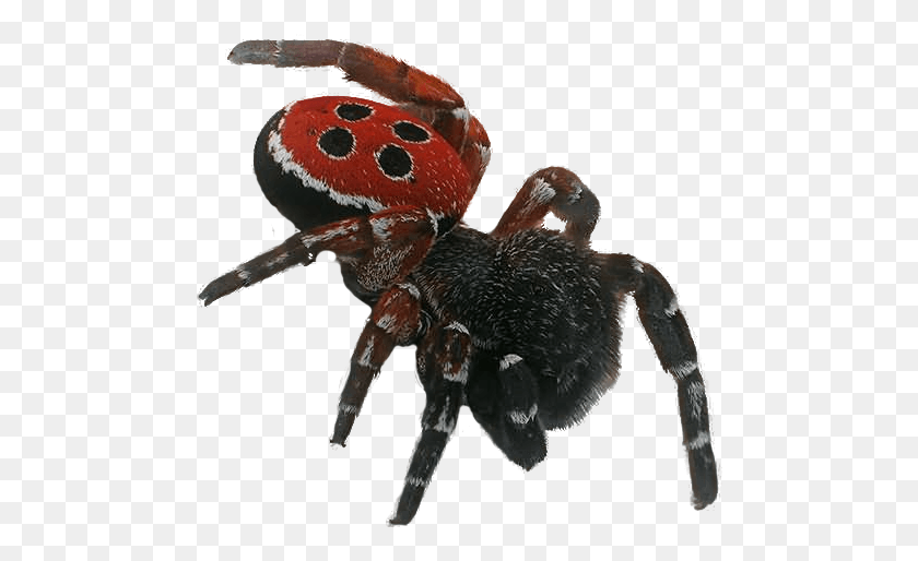 482x454 Ladybird Spider, Animal, Invertebrate, Arachnid HD PNG Download