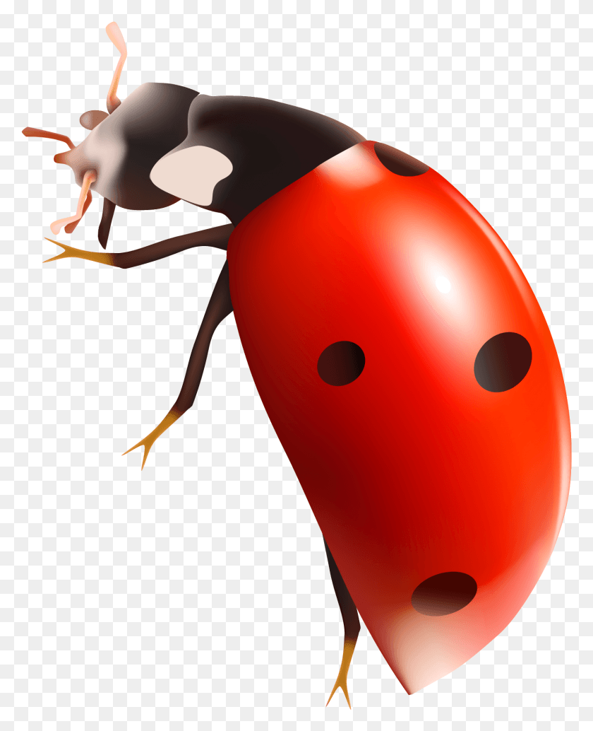 1485x1856 Ladybug Bug With Transparent Background, Insect, Invertebrate, Animal HD PNG Download