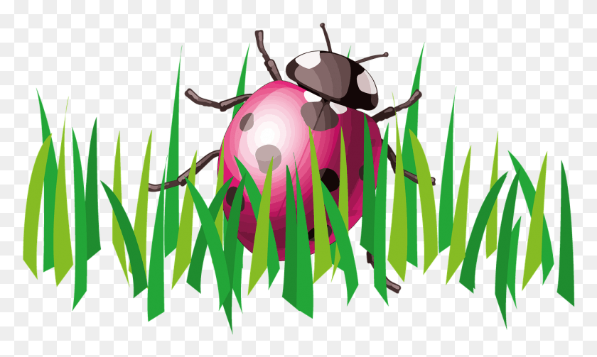 1267x720 Ladybug Grass Insect Garden Image Ladybug In Garden Clip Art, Invertebrate, Animal, Plant HD PNG Download