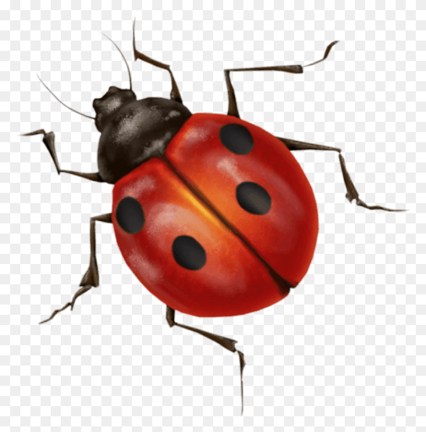 827x839 Ladybug Images Background Insects With No Background, Insect, Invertebrate, Animal HD PNG Download
