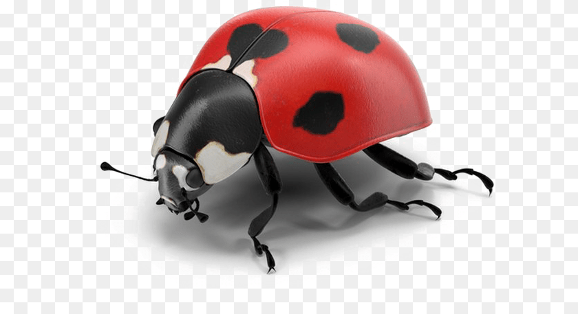 670x457 Ladybug Pic Real Ladybug, Animal, Dung Beetle, Insect, Invertebrate Transparent PNG