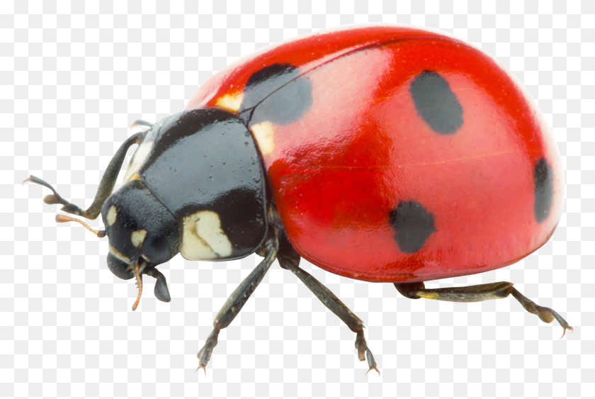 1517x979 Ladybug Transparent Background, Animal, Insect, Invertebrate HD PNG Download