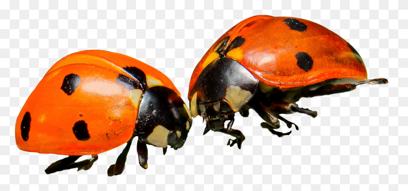 1977x849 Ladybugs, Insect, Invertebrate, Animal HD PNG Download