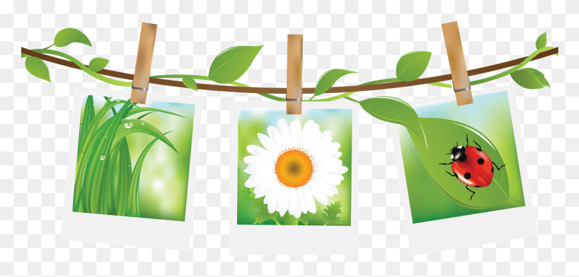 1594x700 Ladybugs And Daisies Leto Kartinki, Plant, Daisy, Flower HD PNG Download