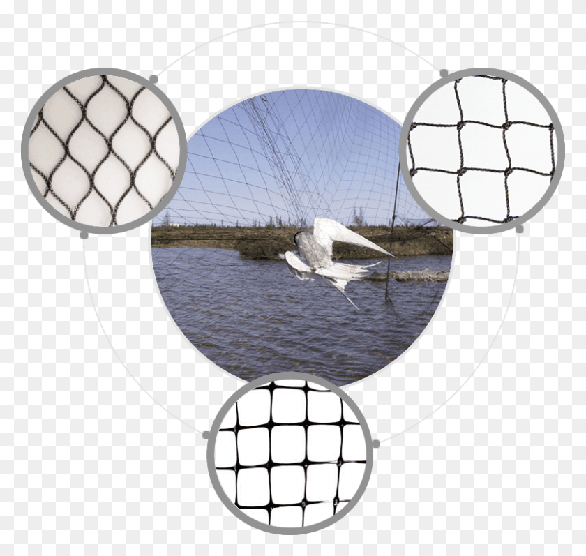 800x756 Lake Bird Netting Fishing Net, Sphere, Adventure, Leisure Activities HD PNG Download