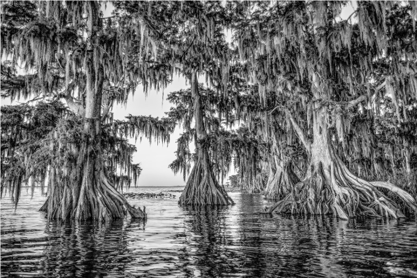 901x601 Lake Istokpoga Cypress Black And White, Land, Nature, Outdoors, Plant Transparent PNG