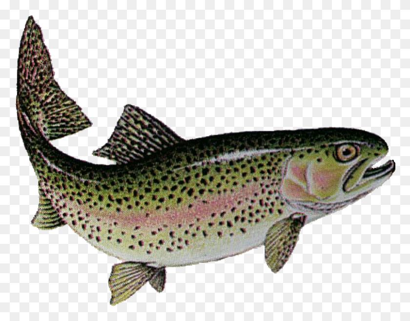 804x617 Lake Trout For Free On Mbtskoudsalg Rainbow Trout Transparent Background, Fish, Animal, Cod HD PNG Download