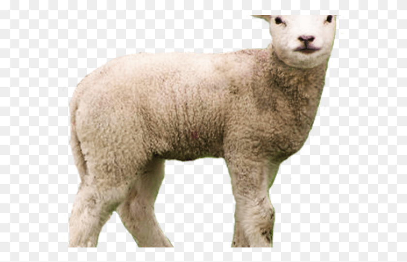 583x481 Lamb Clipart Scared Transparent Background Sheep Transparent, Mammal, Animal HD PNG Download