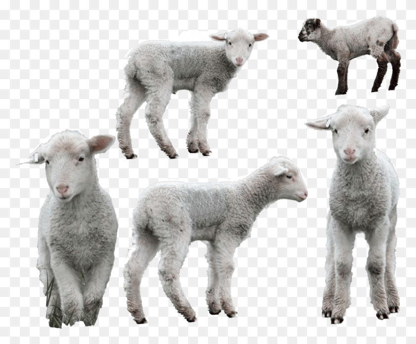 829x675 Lamb High Quality Lamb, Sheep, Mammal, Animal HD PNG Download