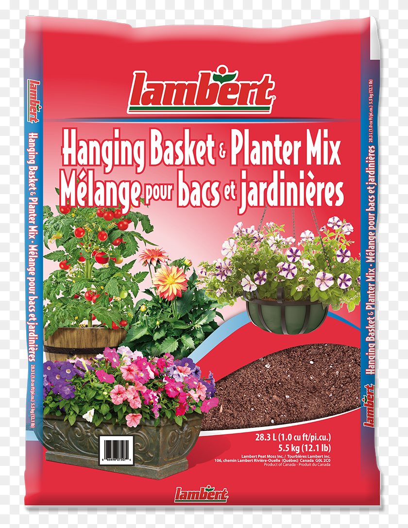 750x1028 Lambert Anthurium, Advertisement, Poster, Plant HD PNG Download