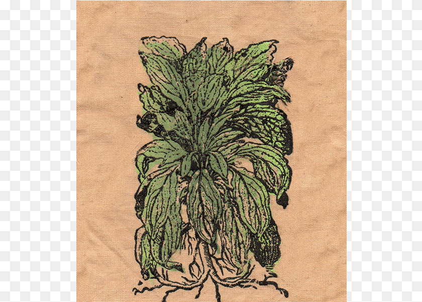 539x601 Lambs Ear Patch Sketch, Embroidery, Pattern, Plant, Home Decor Sticker PNG