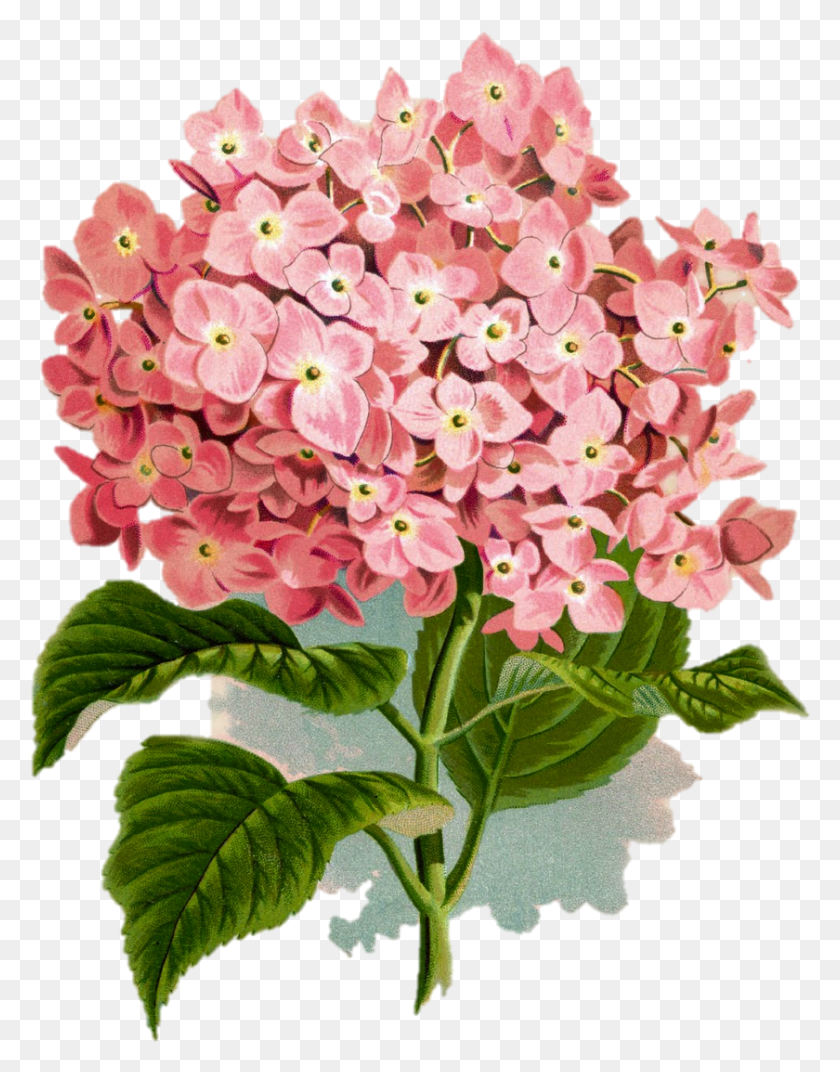 840x1090 Laminas Flores Para Imprimir, Geranium, Flower, Plant HD PNG Download
