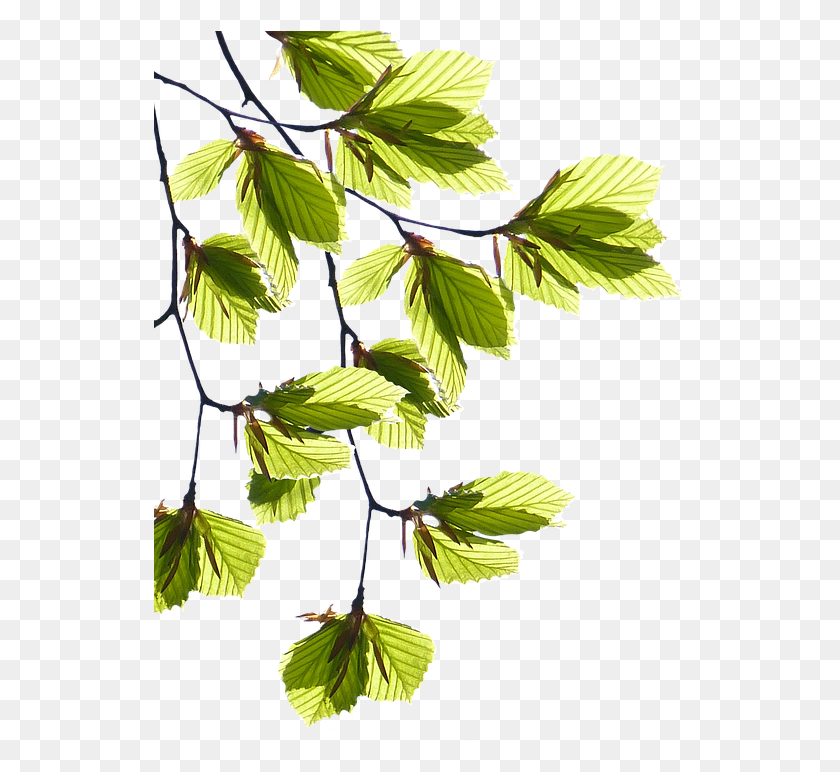 534x712 Ламинированный Плакат Зеленый Зеленый Лист Ветви Дерево L Cy, ​​Лист, Растение, Вены Hd Png Скачать
