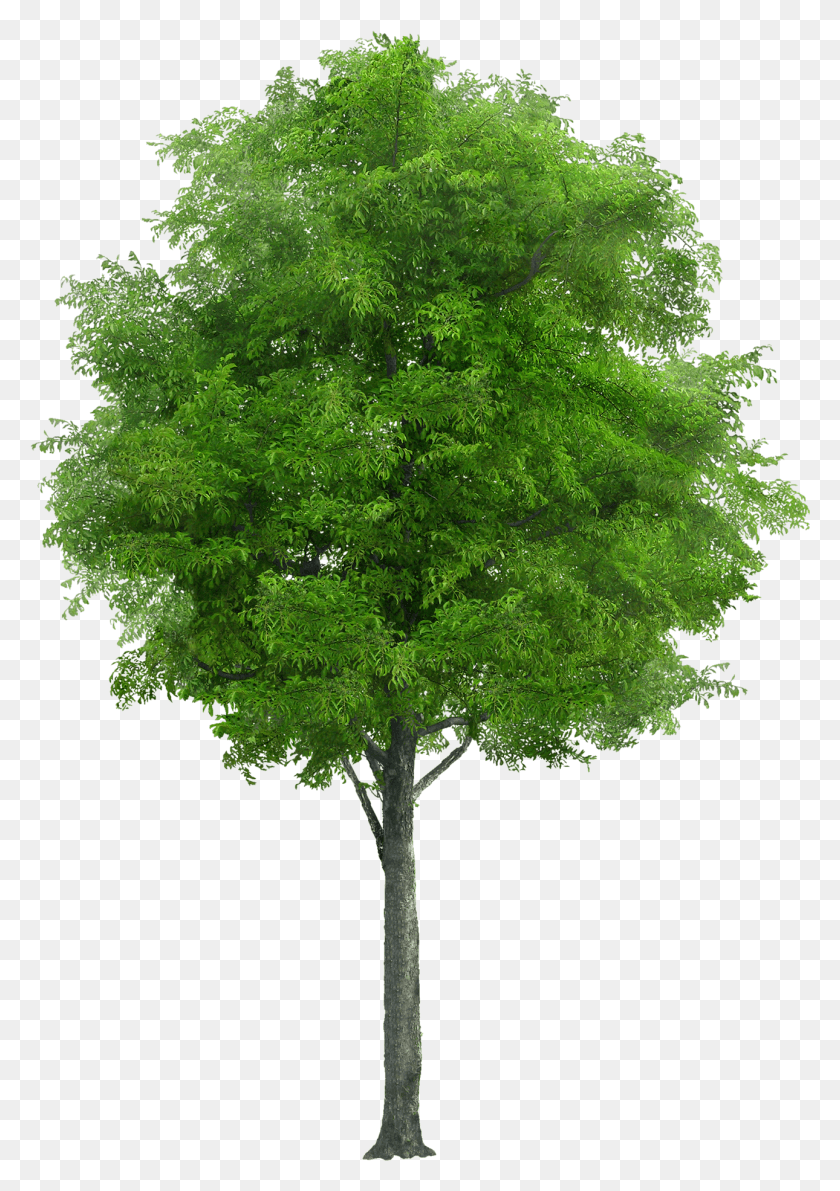 1290x1872 Ламинированный Плакат Природа Ствол Дерево Дерево Лес Ним Дерево, Растение, Клен, Крест Png Скачать
