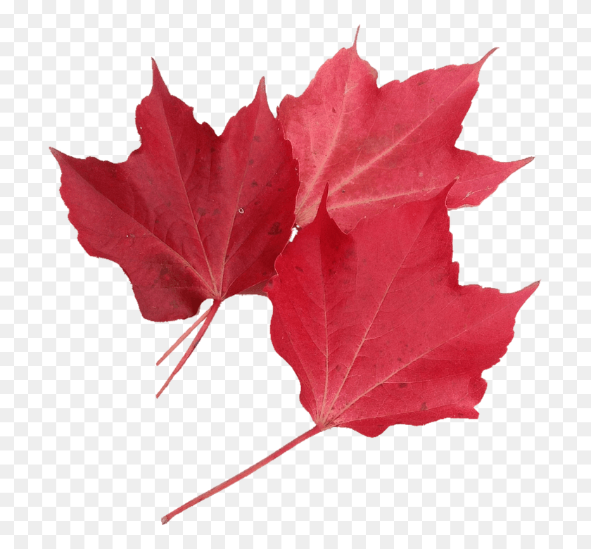 707x720 Ламинированный Плакат Октябрь Красный Кленовый Лист Природа Осень Feuille Rable Rouge Automne, Лист, Растение, Дерево Hd Png Скачать