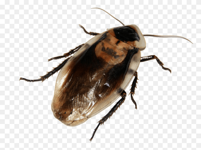1000x730 Lanza Exterminador Mangos Cucarachas Azada Ziet Kakkerlak Eruit, Insecto, Invertebrado, Animal Hd Png
