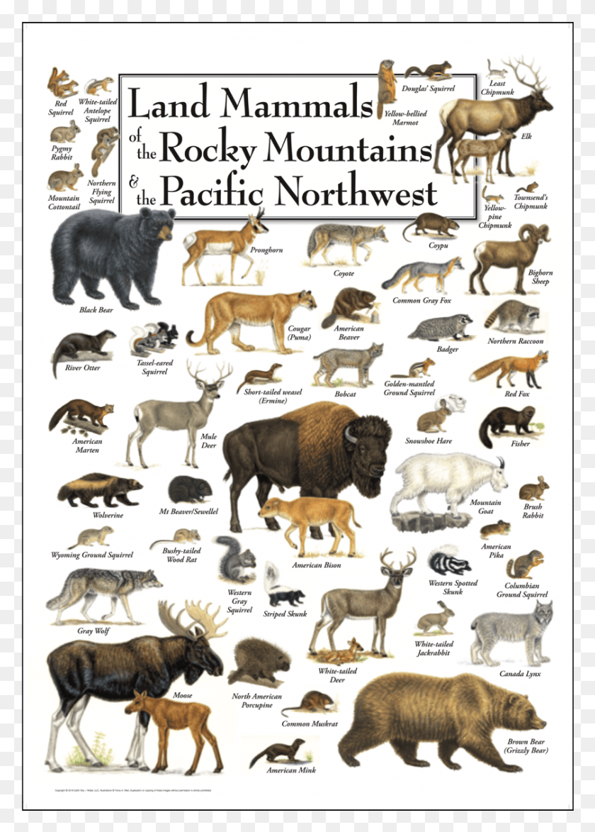841x1201 Land Mammals Of The Rocky Mountains Amp The Pacific Northwest Dairy Cow, Wildlife, Animal, Bear HD PNG Download