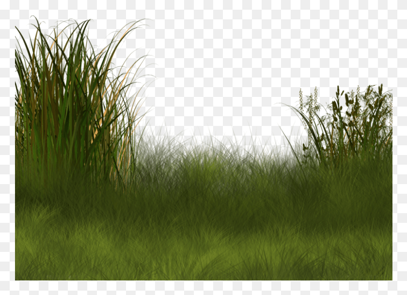 801x564 Landscape Clipart Field Wetland, Grass, Plant, Lawn HD PNG Download