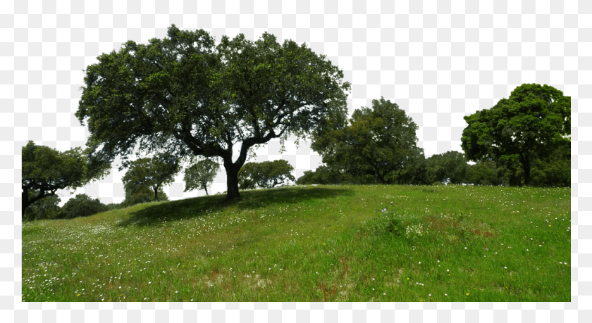 961x492 Landscape Grass And Tree, Plant, Outdoors, Field HD PNG Download
