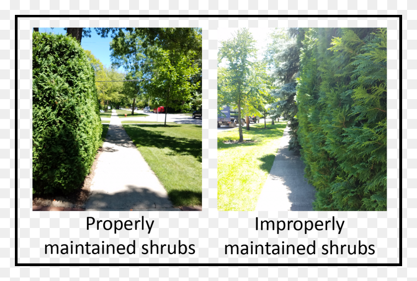 1200x781 Landscape Obstructions Gt Spruce, Hedge, Plant, Fence HD PNG Download