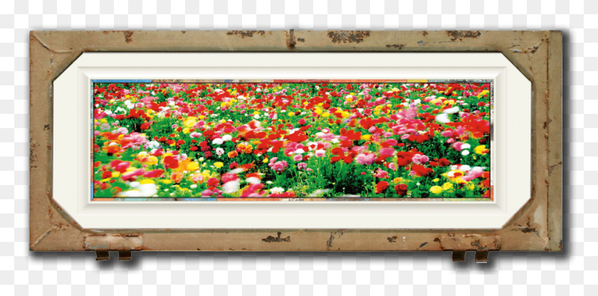 935x427 Landscape Of Field Of Flowers In Israel By Jeff Mitchum Tulip, Petal, Flower, Plant HD PNG Download